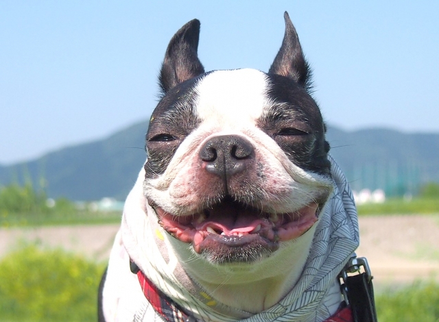 愛犬用ヨギボー ドギボー Doggybo の口コミは サイズや注意点を紹介 あるわなブログ